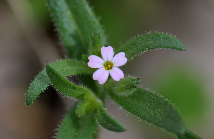 Phlox gracilis, Slender Phlox